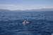 swimming middle of tahoe