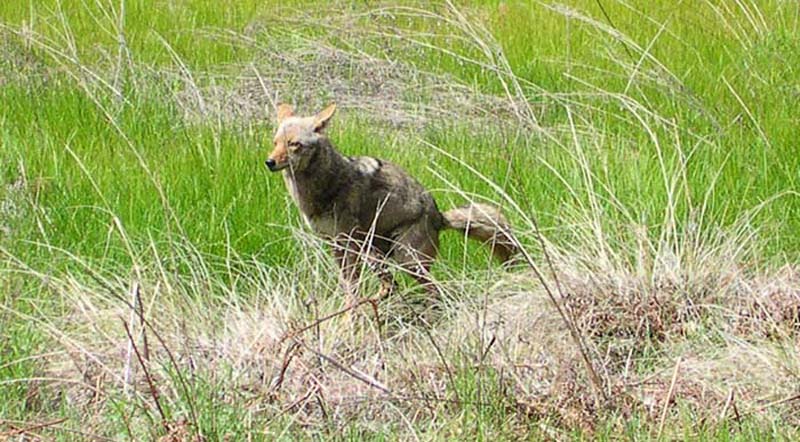 Coyote2