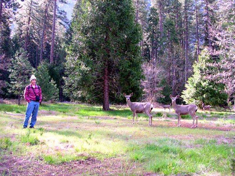 Deer pose