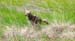 Coyote2